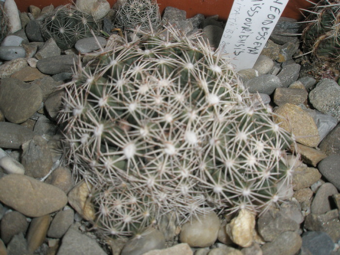 Escobaria missouriensis - 30.11