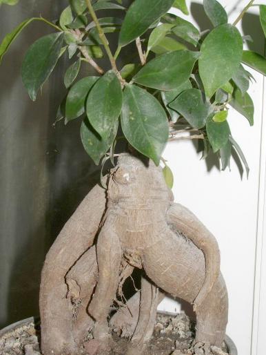 Ficus retusa