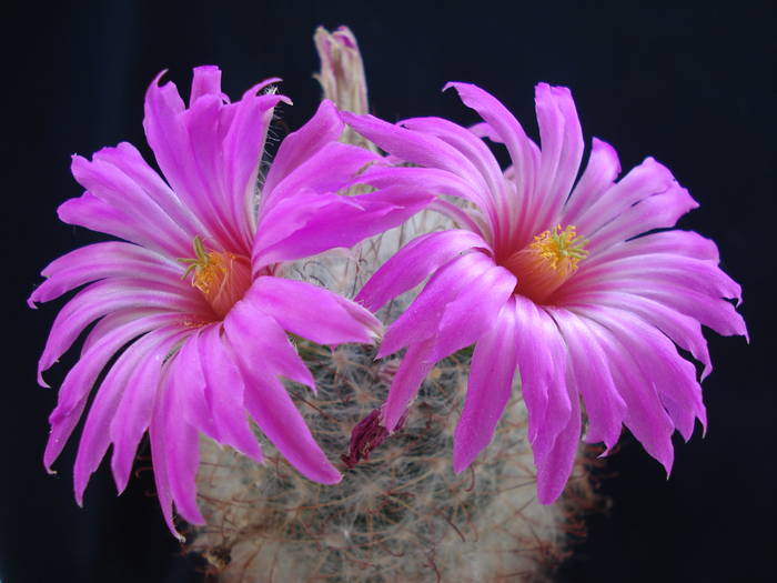 Mammillaria guelzowiana - Cactusi