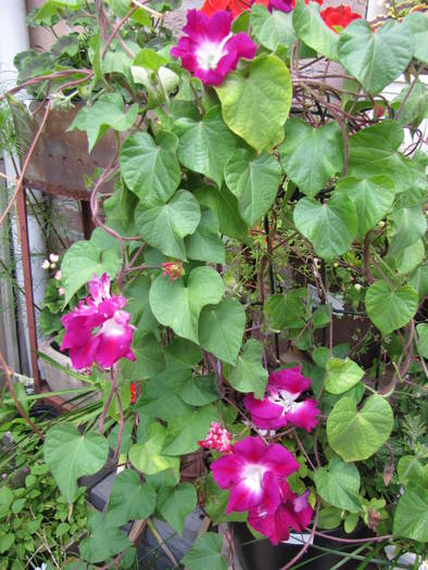 Ipomoea Morning Glory 1 aug 2009 (1)