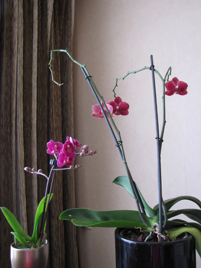 Orhidee phale 8 ian 2010