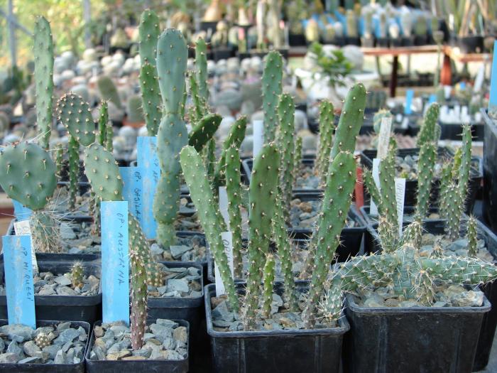 Opuntia, plante tinere