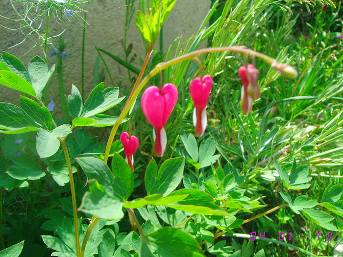 Dicentra(prima floare)