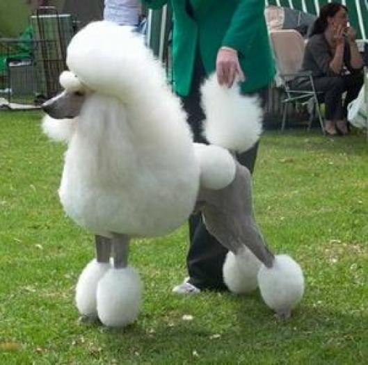 caniche%20poodle