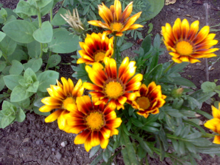 gazania