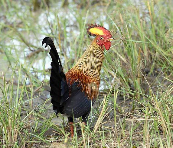 Gallus lafayetii