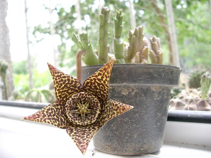 Stapelia variegata