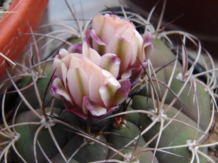 Gymnocalycium pflanzii v albipulpa