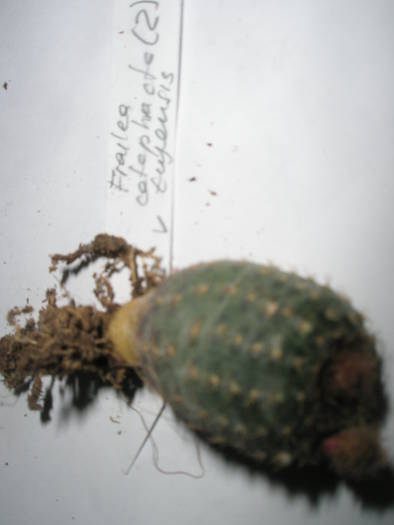 Frailea cataphracta v. tulensis 2