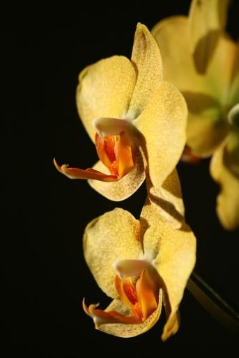 phalaenopsis