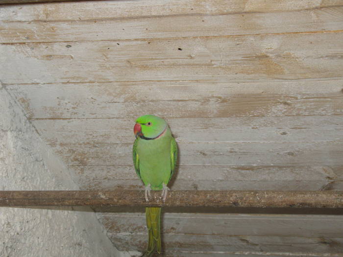 micu alexandru - papagali