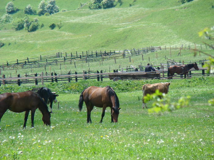 DSC03122 - Piatra Craiului MAI