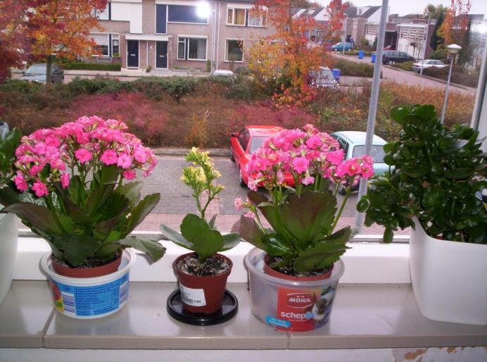 kalanchoe roz batut si galben 5 noi.200