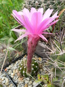 echinopsis_hb.Henriette
