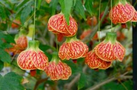 Abutilon Biltmore Ballgown