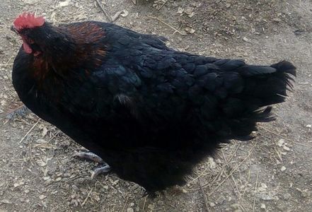 Marans negru-aramiu 2017