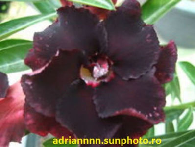 Adenium Black Window