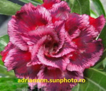 Adenium Hangplakud