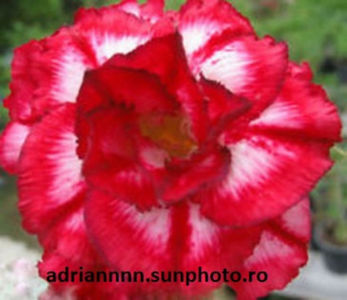 Adenium Tapnimet