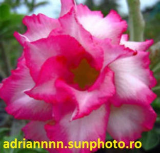 Adenium Sapphire