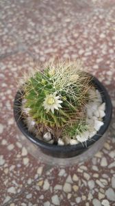 Mammillaria camptotricha