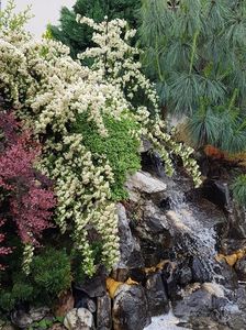Pyracantha inflorita; Este un arbust ( catina ornamentala) care in tot restul anului nu-mi place pt ca e f tepos dar cand infloreste e de vis...
