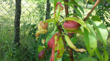 piersic sau nectarine?