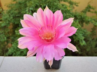 Echinopsis Lorenza