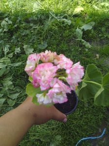 Muscata apple blossom