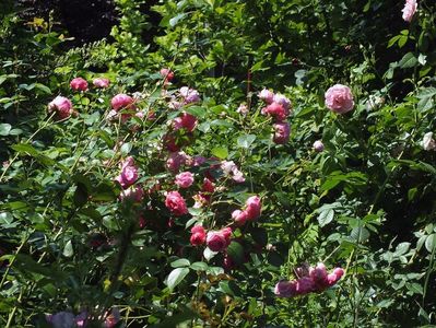 21.06.2017; trandafir Pomponella si Kir Royal in dreapta
