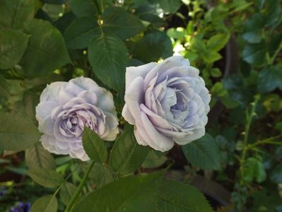 22.06.2017; trandafir Blue Kordana
