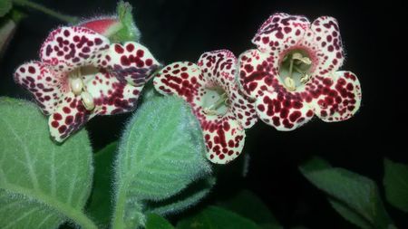 Kohleria Bibi