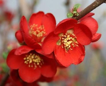 Chaenomeles X Speciosa seminte pentru plantat; *** Chaenomeles Speciosa – Gutuiul Japonez – 10 seminte – 5 RON ***
