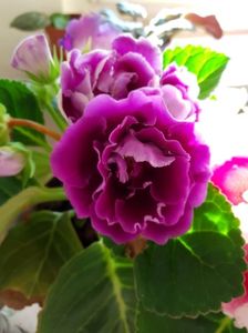 27.05; Gloxinia
