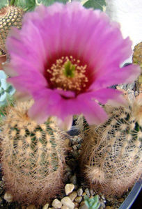 Echinocereus reichenbachii