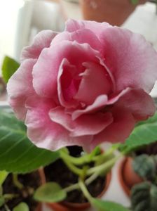 17.06; Gloxinia  roz
