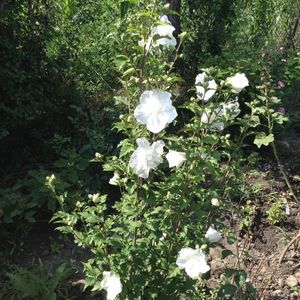 Hibiscus white chiffon