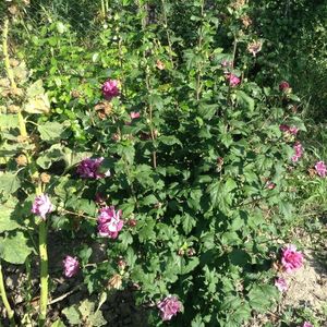 Hibiscus duc de barbant