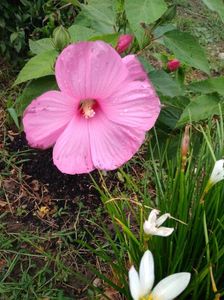 Hibiscus Moscheutos Salmon