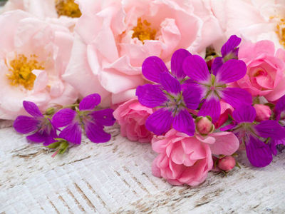 companion plants_geranium