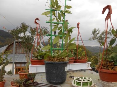 Hoya Camporifolia