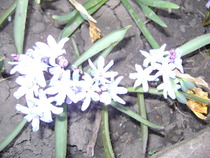 viorele siberiene