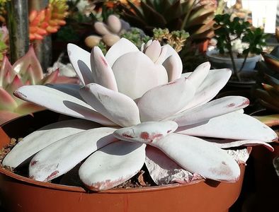 Echeveria Laui