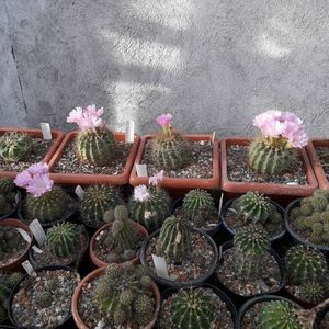 Acanthocalycium spiniflorum