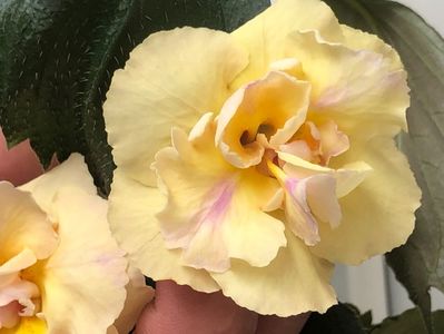 Yellow English Rose - S Saliba