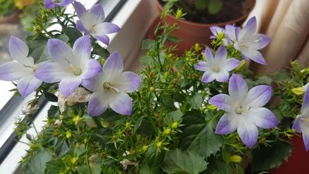 Campanula 