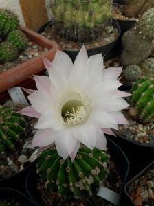 Echinopsis eyriesii