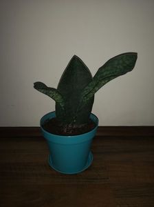 Sansevieria Masoniana