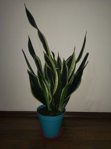 Sansevieria Black Gold