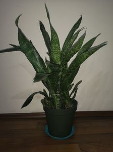 Sansevieria Aubrytiana